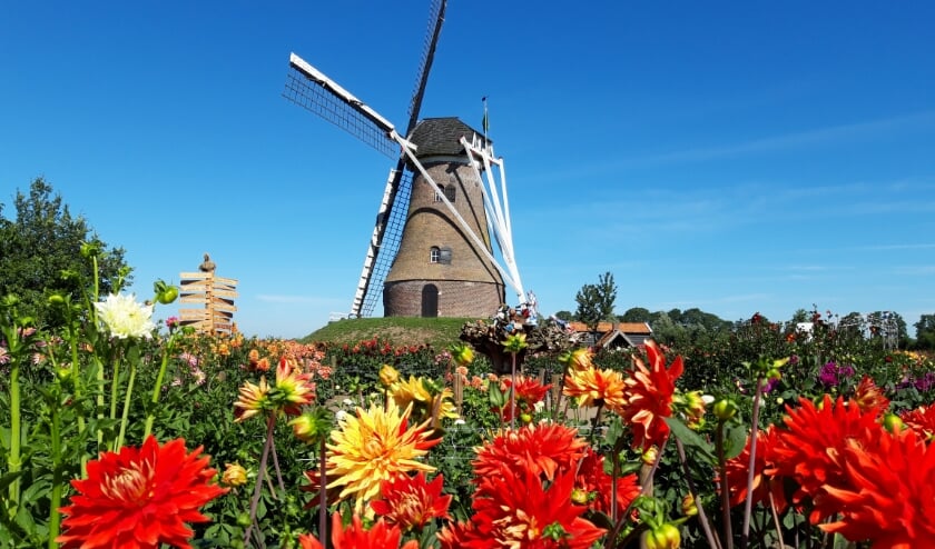 De dahliatuin bij de Piepermolen in Rekken ligt er nog kleurrijk bij. Foto: PR