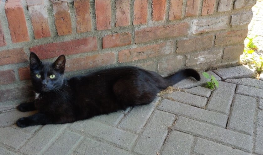 Poes Jet. Foto: eigen foto