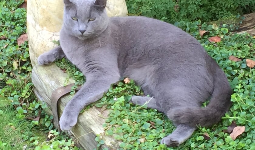 Tigro wordt vermist in Ruurlo. Foto: PR