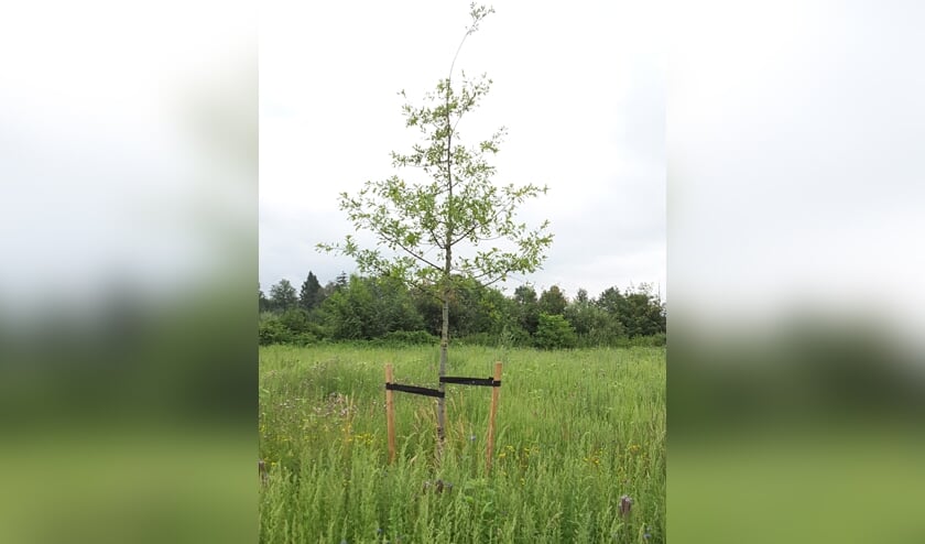 De Moeraseik aan de Boschlaan. Foto: Groen Goed