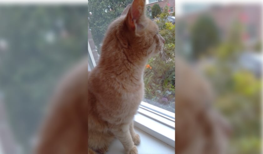 Stitch. Foto: eigen foto