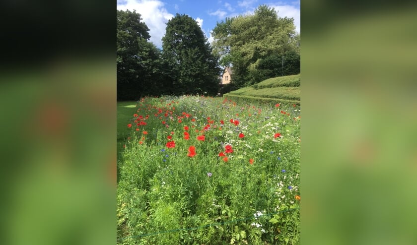 De klaprozen fleuren de bloementuin enorm op. Foto: Rob Harmsen