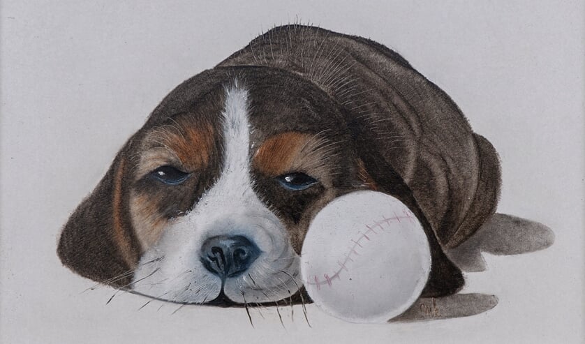 Puppy. Foto: Hans Hendriks
