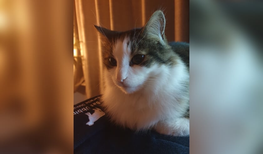 Kater Henk