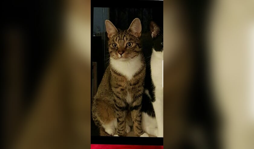 Tijger