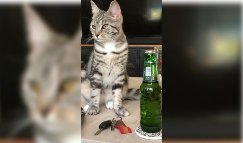 Poes Marcus. Foto: eigen foto