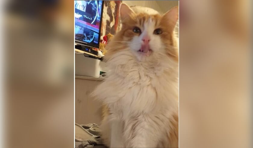 Kater Marley