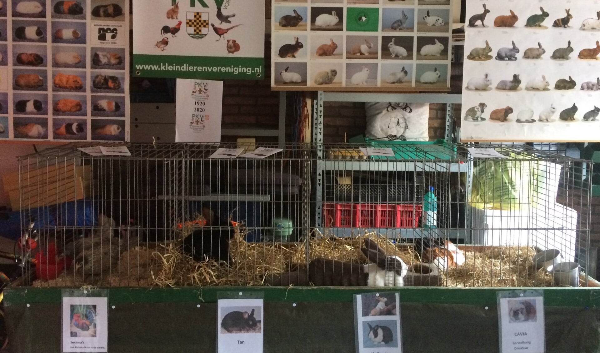 PKV vulde de open-tuindagen aan met kuikens, serama’s, konijnen, cavia’s en met allerlei boeken en posters over kleindieren. Foto: PR 