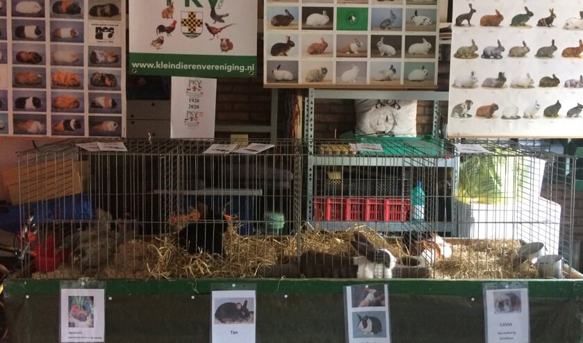PKV vulde de open-tuindagen aan met kuikens, serama’s, konijnen, cavia’s en met allerlei boeken en posters over kleindieren. Foto: PR