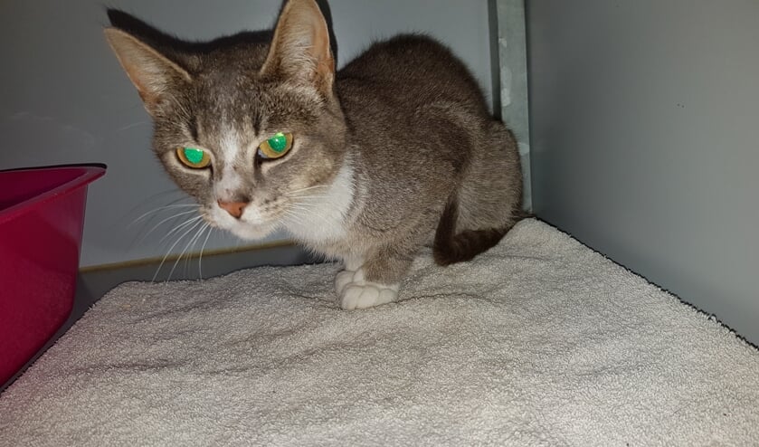 De in IJzerlo gevonden poes. Foto: PR