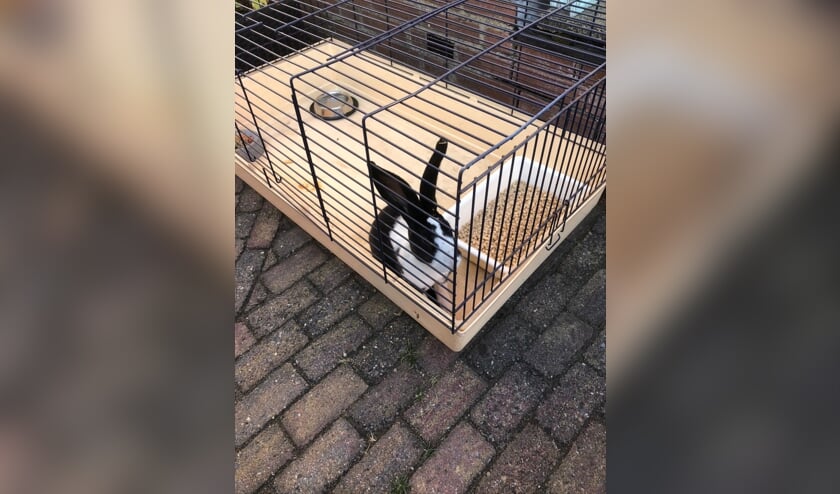 In Groenlo is dit konijn gevonden. Foto: Amivedi