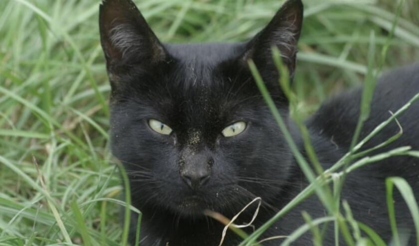 Black. Foto: PR