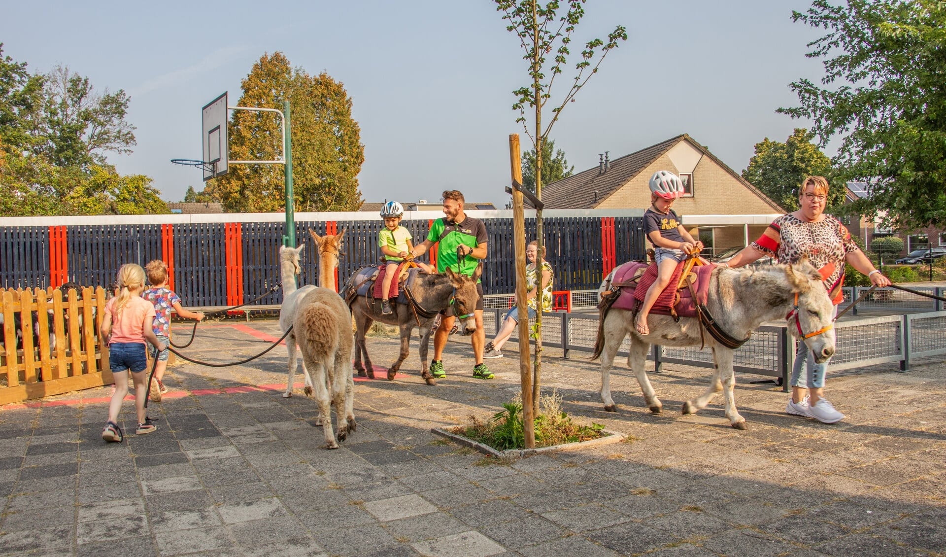 Flink in beweging met ezeltje rijden en wandelen met alpaca's. Foto: Liesbeth Spaansen