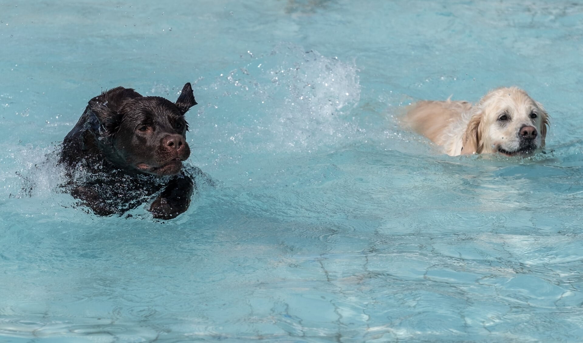 Honden hebben spetterpret in het openluchtzwembad in Hoog-Keppel. Foto: Burry van den Brink