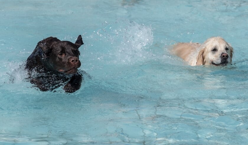 <p>Honden hebben spetterpret in het openluchtzwembad in Hoog-Keppel. Foto: Burry van den Brink</p>