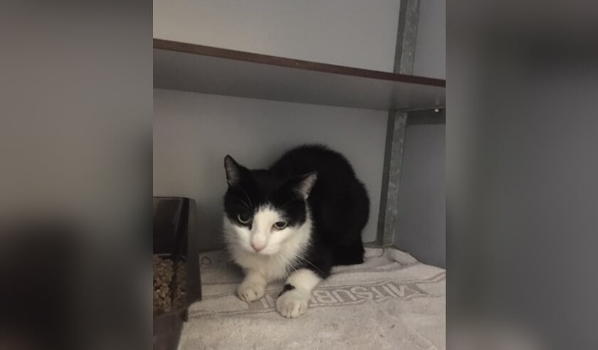 Van wie is deze kat? Foto: PR