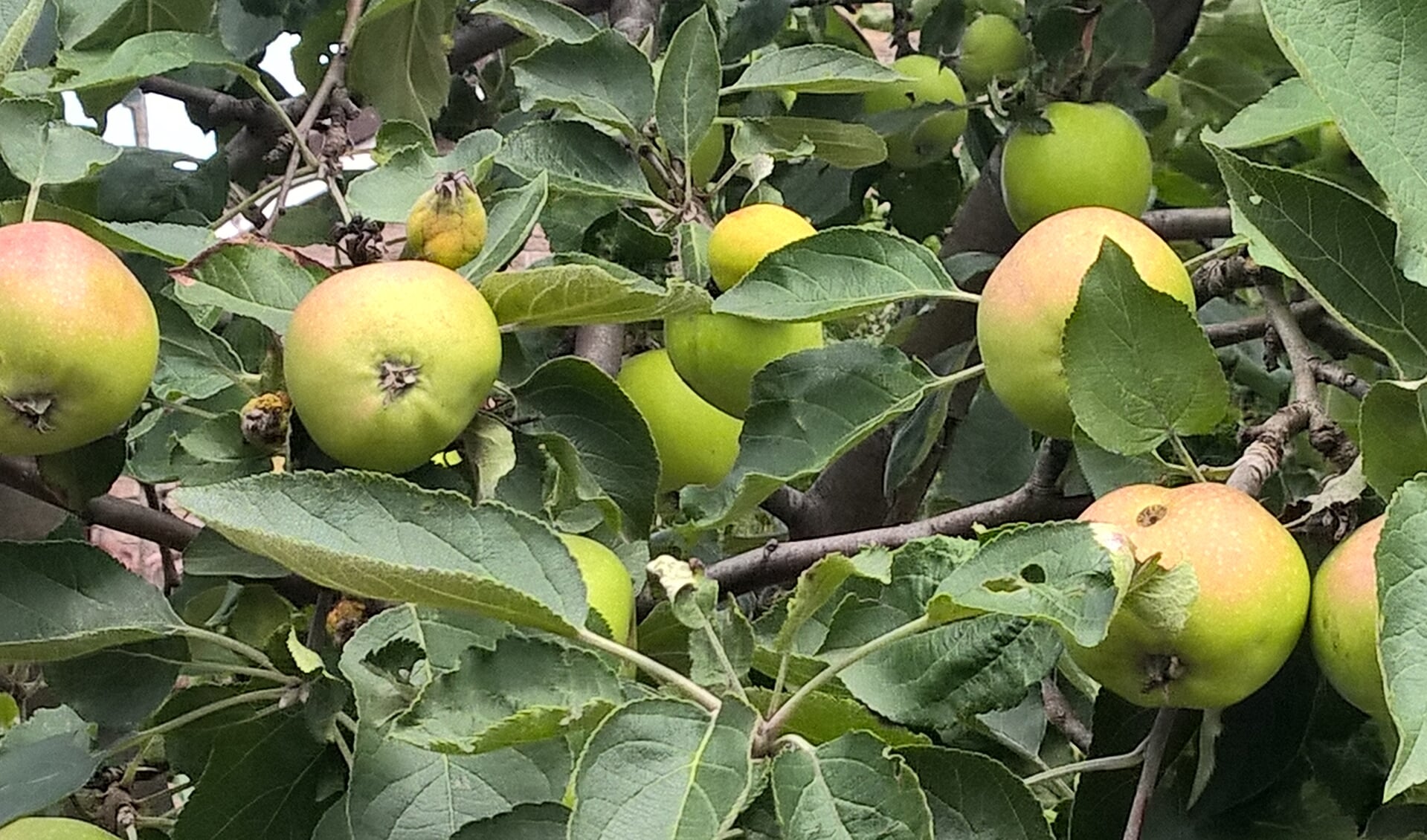Appelboom met appels. Foto: W. Stemerdink