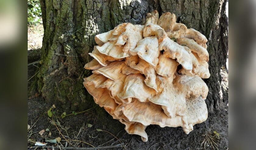 'Chicken of the Woods'. Foto: Theo Schouten