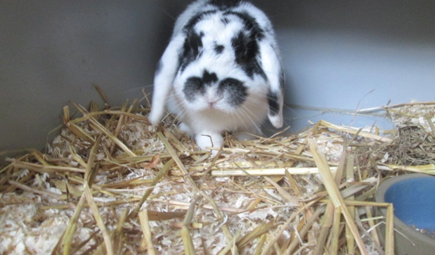 Het in Aalten gevonden konijn. Foto: PR