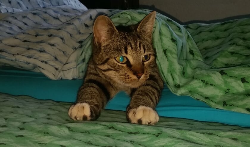 Bobbie. Foto: PR