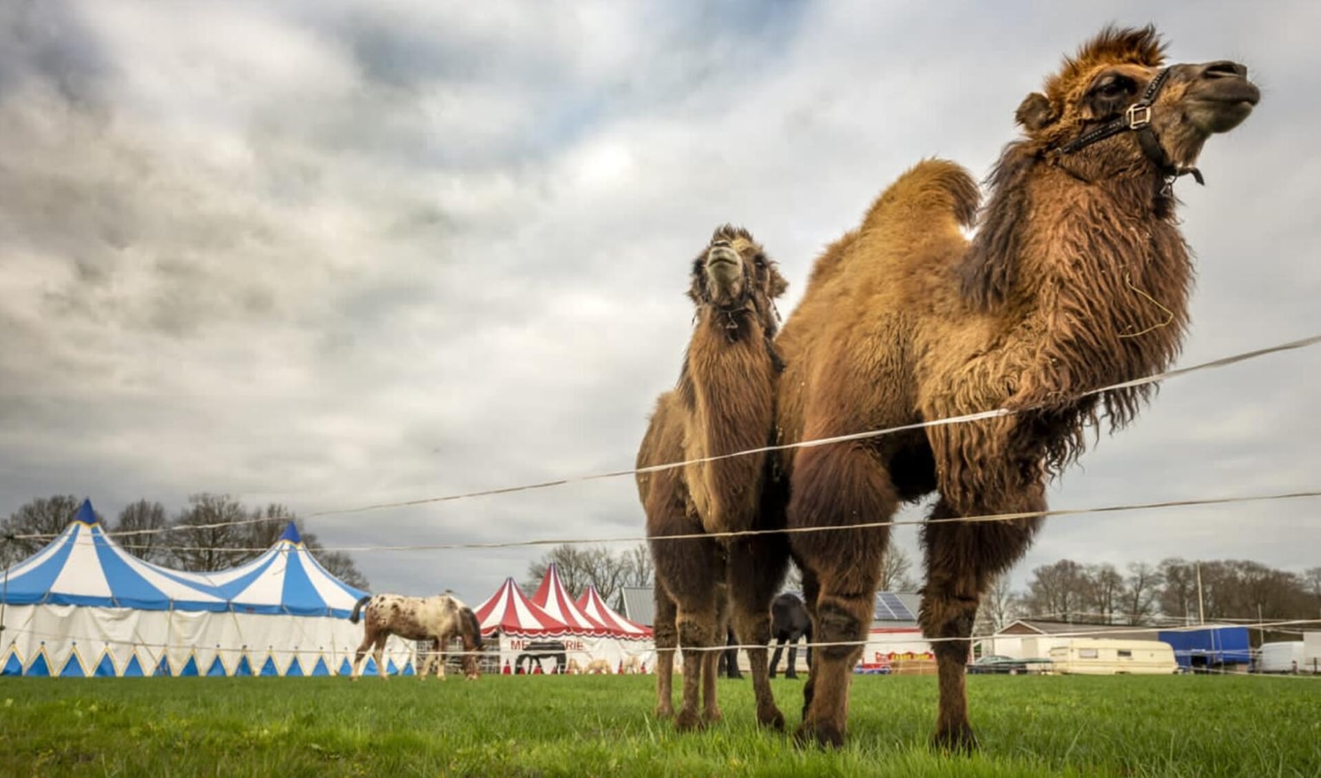 Samenwerking opslag diagonaal Slecht nieuws voor circus Bolalou: kameel Angeli overleden | Het laatste  nieuws uit Lochem