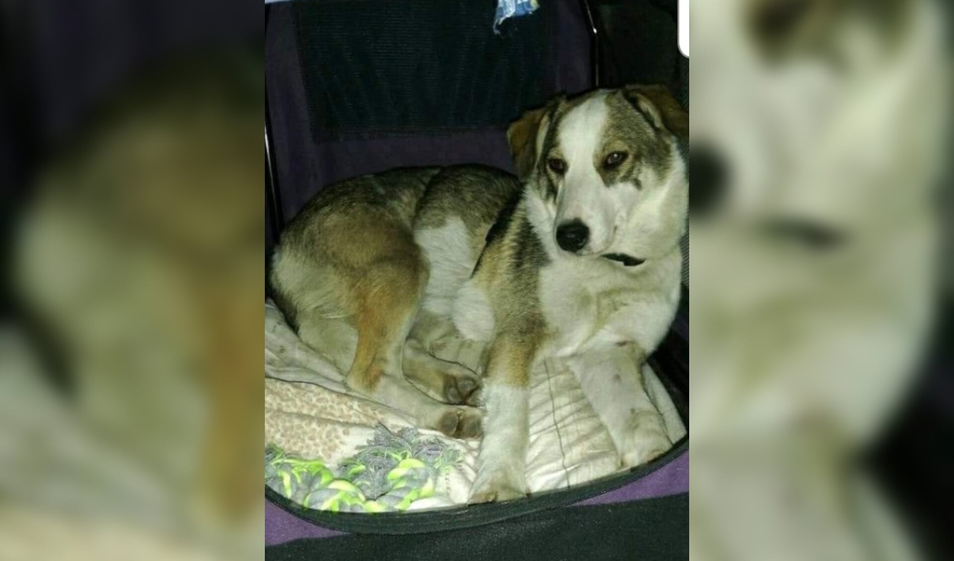 Hond Abby wordt vermist. Foto: PR