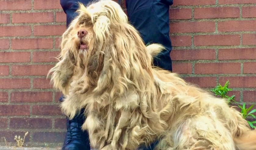 Miky werd in een achtertuin aangetroffen met een zwaar vervilte en verwaarloosde vacht. Foto: Dierenbescherming