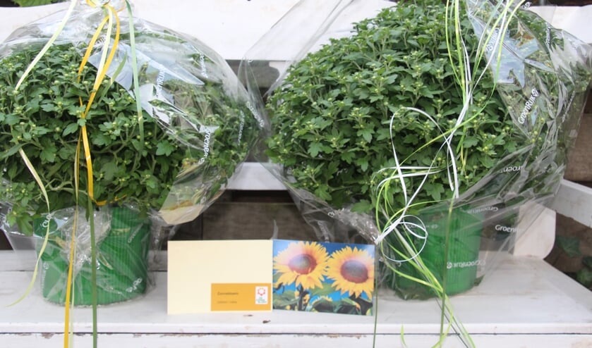 Vrijwilligers van de Zonnebloem bezorgden bolchrysanten bij de deelnemers. Foto: Joop Groot Roessink