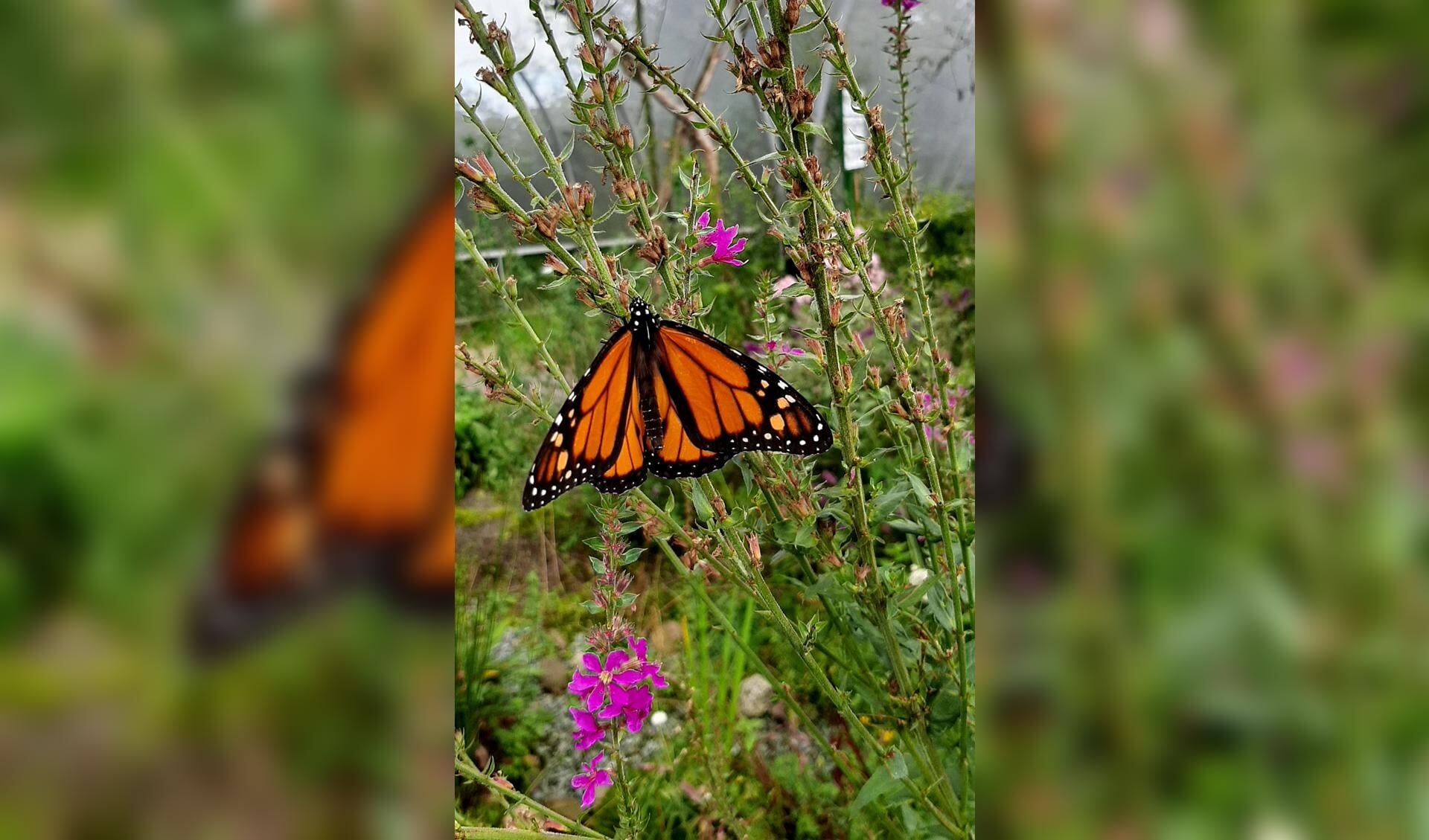 In de vlindertuin een diversiteit aan tropische vlinders. Foto: Marijke Arnold