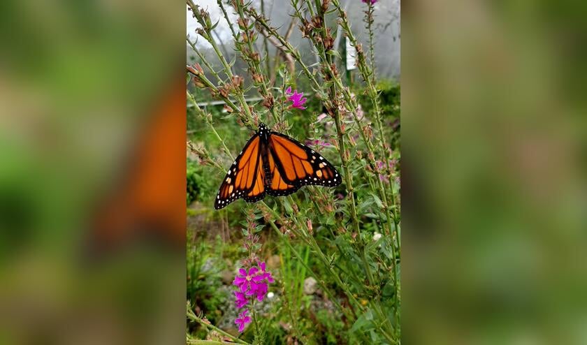 In de vlindertuin een diversiteit aan tropische vlinders. Foto: Marijke Arnold