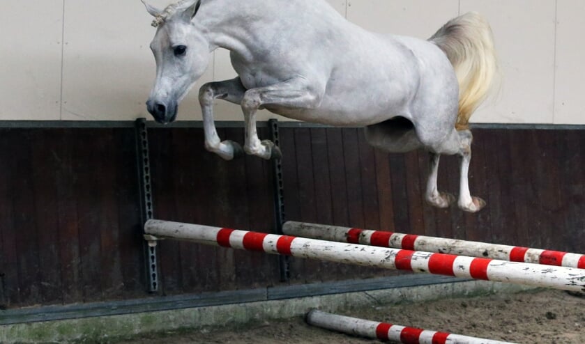 <p>Tijdens de NRPS hengstenkeuring liet de hengst veel springvermogen zien. Foto: Sandra Nieuwendijk</p>