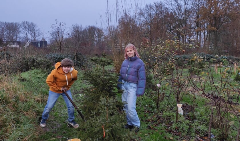 <p>Er kunnen nog wat bomen bij in de Kerstboomgaard. Foto: M. Artz</p>