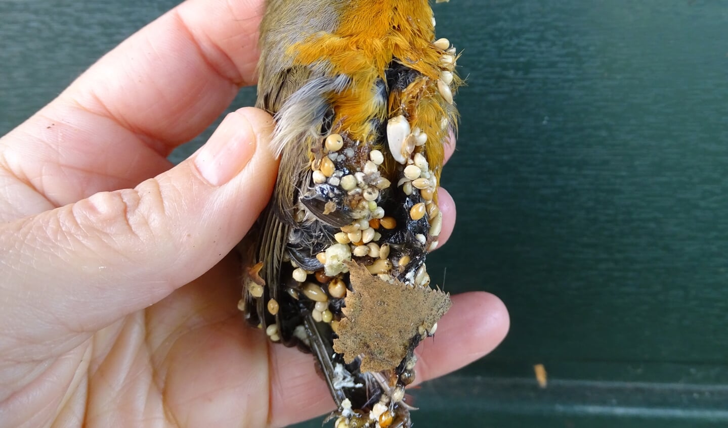 De roodborst is er slecht aan toe. Foto: Petra Lesterade