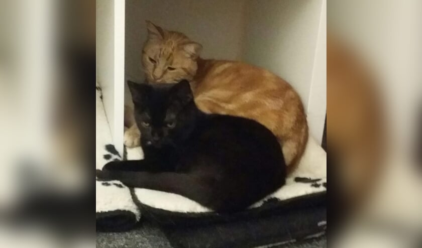 Vooraan kater Kees. Foto: PR