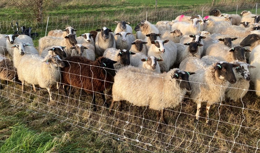 <p>Pas als de schapen hun werk hebben gedaan mogen ze ergens anders naartoe. Foto: De Belhamel</p>