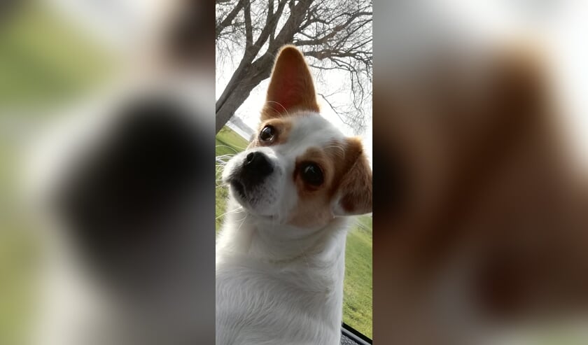 <p>De vierjarige reu Storm, een kruising tussen een boerenfox en Charles-spaniël, wordt sinds 9 januari vermist. Foto: PR</p>