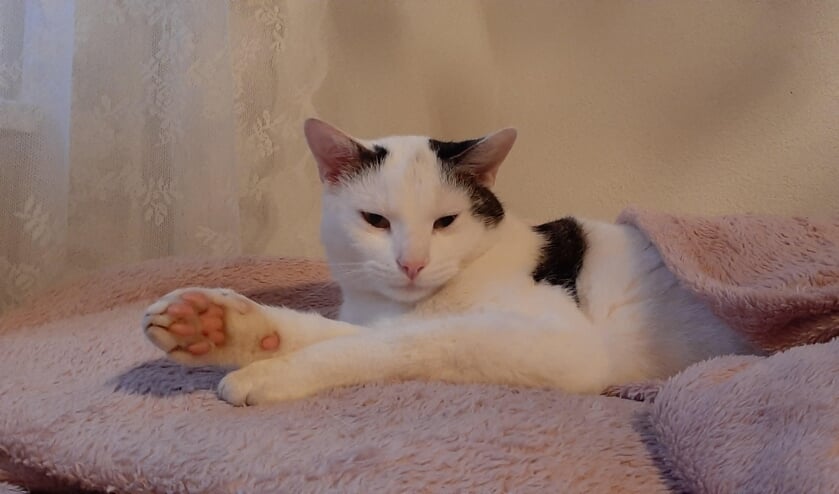 Waar is Muis? Foto: PR