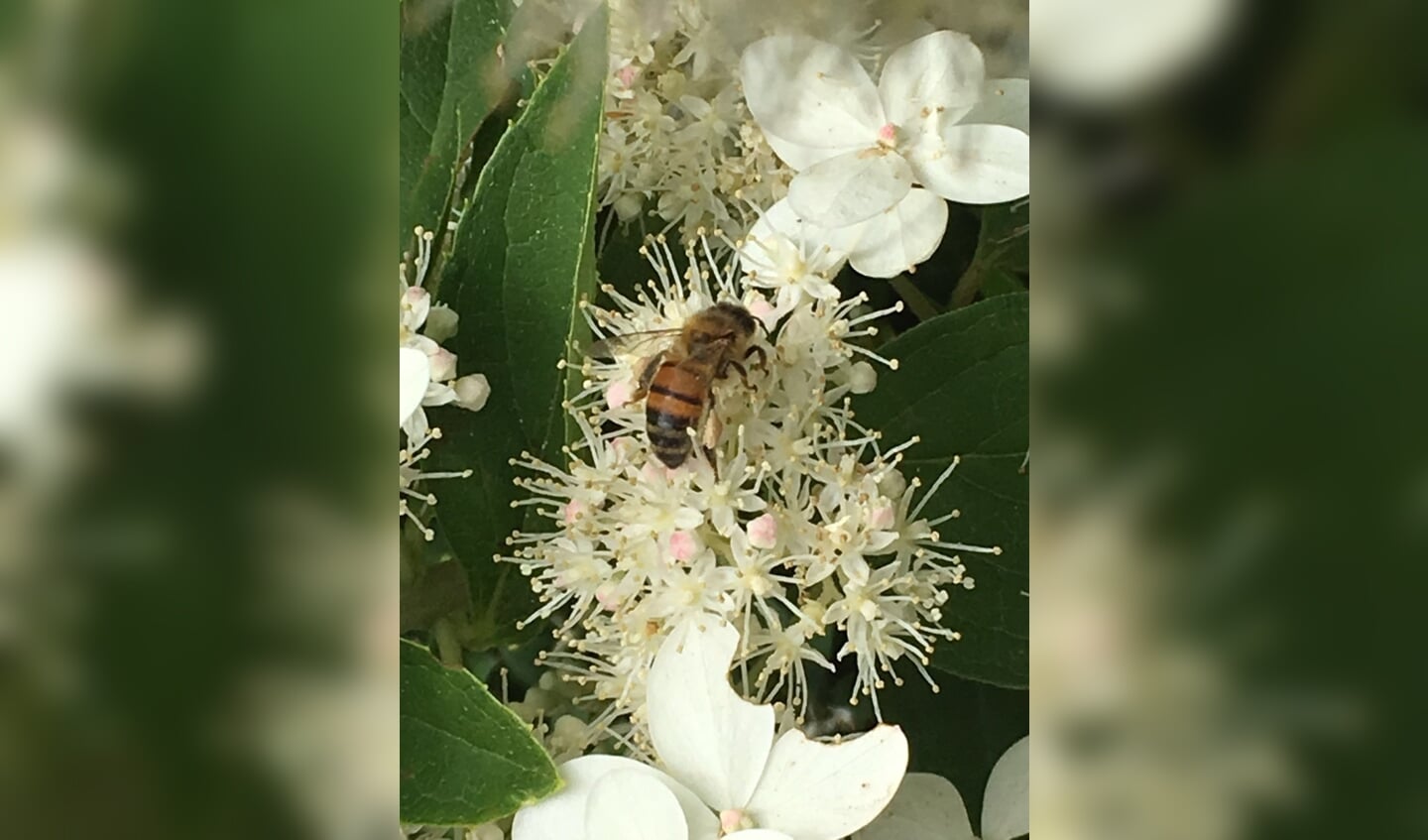 Een bij in een bloem