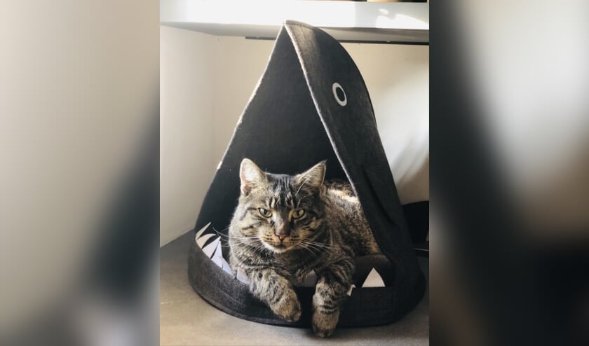Kater Boefje. Foto: PR