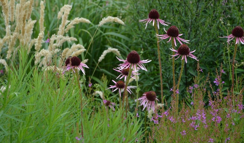 Lezing over vaste planten.