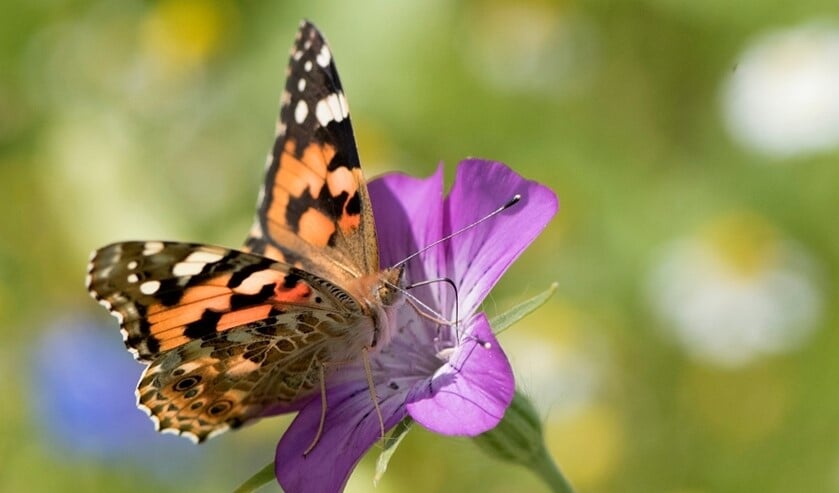 Vlinder. Foto: Henk van den Burg