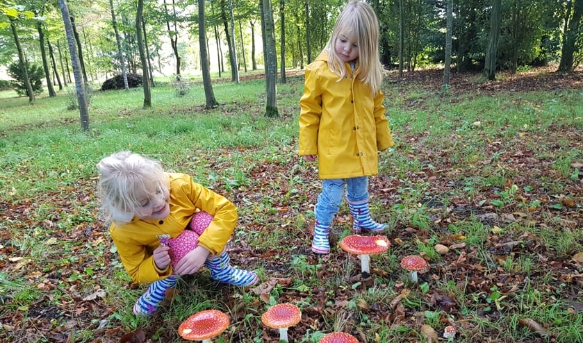 <p>Paddenstoelen spotten bij De Holtmaoten. Foto: De Holtmaoten</p>