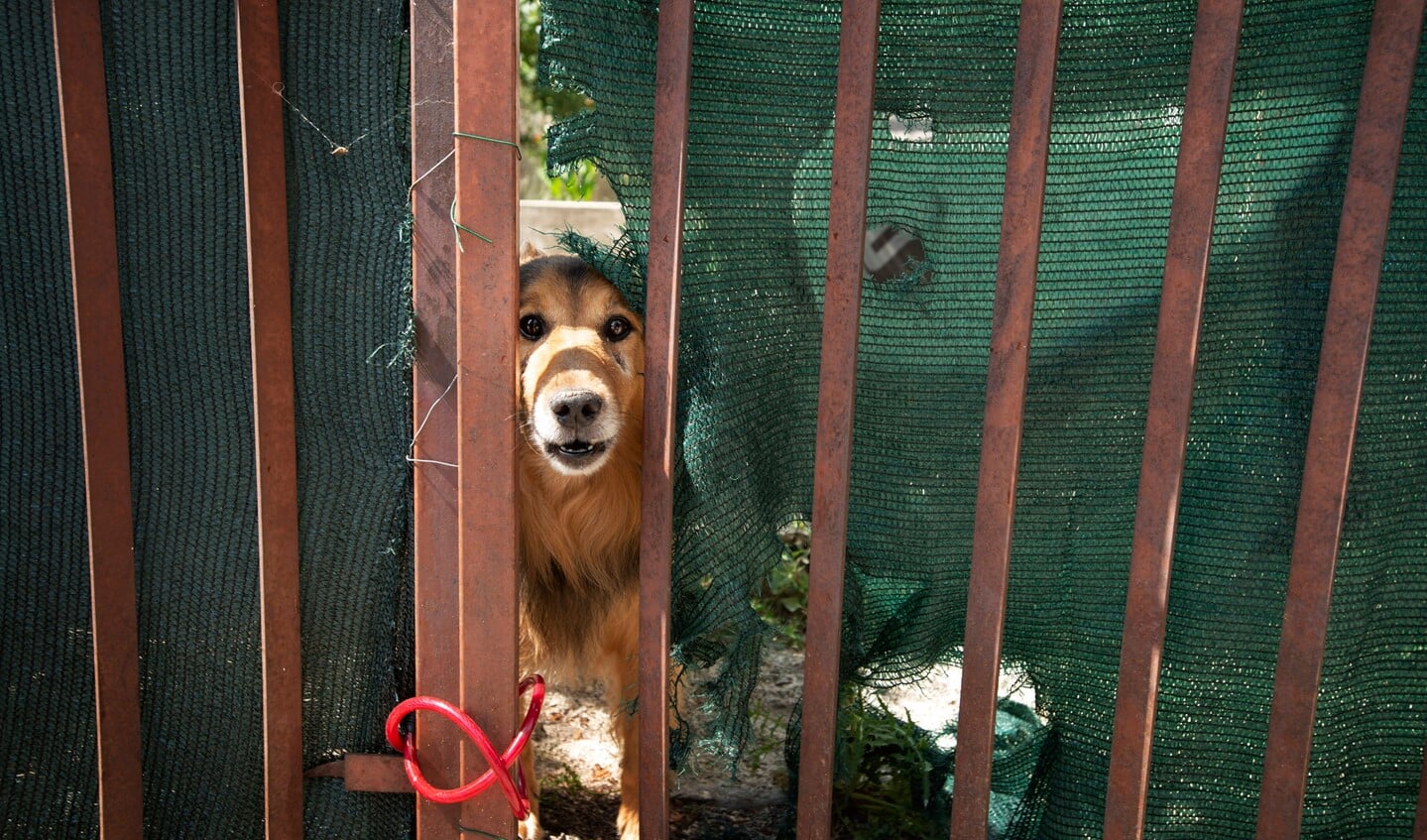 Hond achter hek in Kroatië. Foto: Ton van Vliet