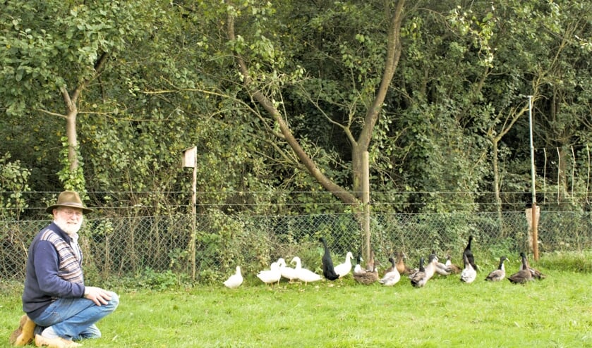 <p>De heer Gerard Olijslager bij zijn Noord Hollandse Krombek eenden. Foto: PR. WPKV </p>