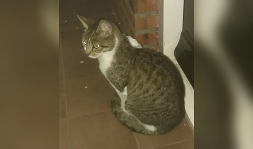 Poes Amy is verdwenen in de omgeving van de Kalverdijk. Foto: PR