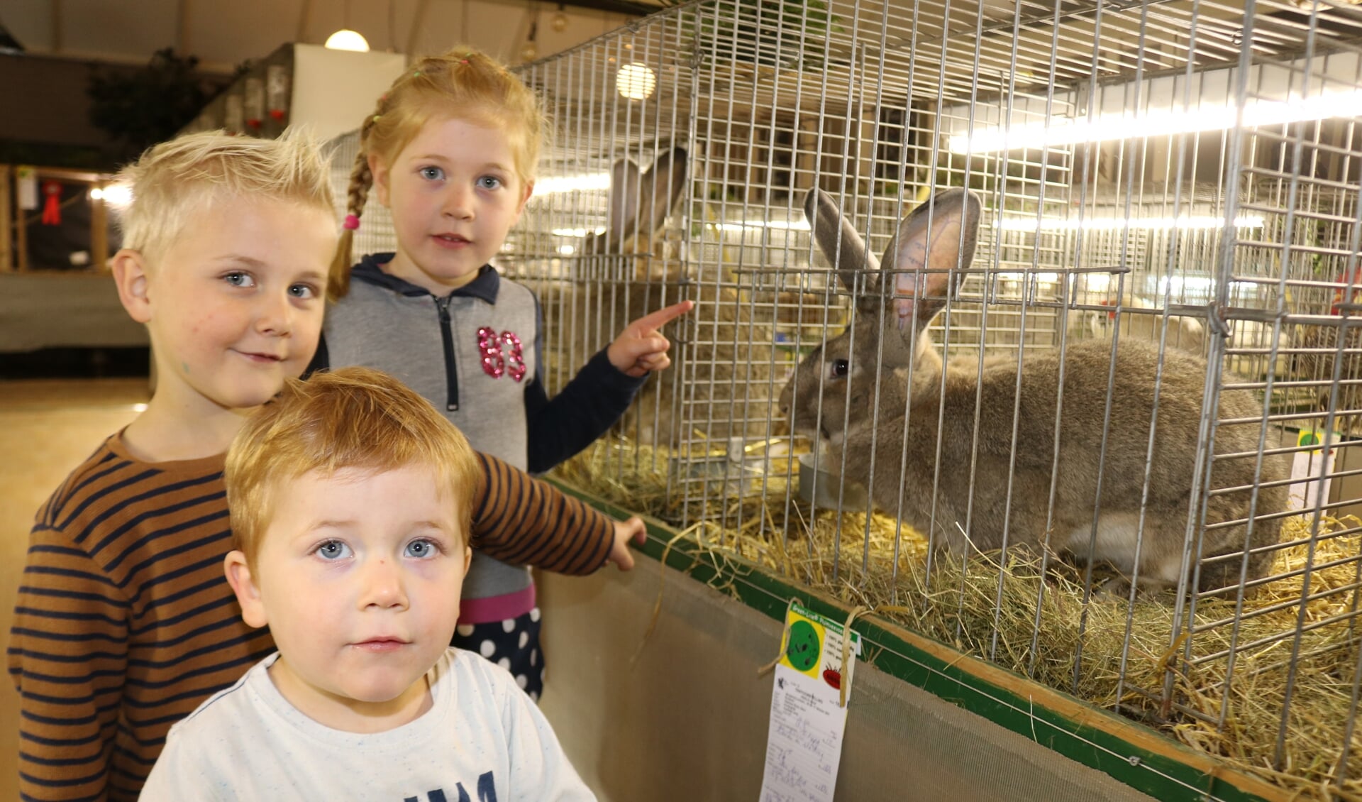 Laurie (6), Jelmer (4) en Ramon (2) vinden opa Henk Hamminks konijn het mooist. Foto: Arjen Dieperink