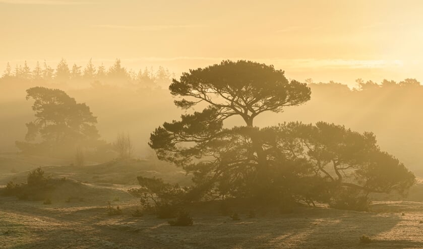 <p>Een vliegden op het Wekeromse Zand tijdens een mistige zonsopkomst. Foto: Jeroen van Wijk </p>