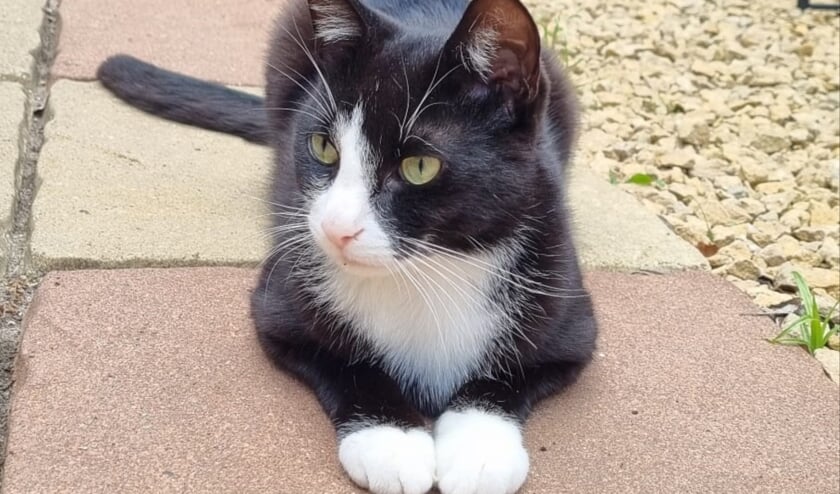 <p>Kater Ernie. Foto: Amivedi</p>