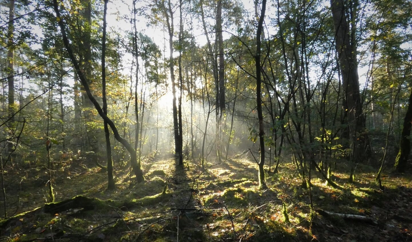 Het bos van Natuurbegraafplaats Schapenmeer. Foto: PR