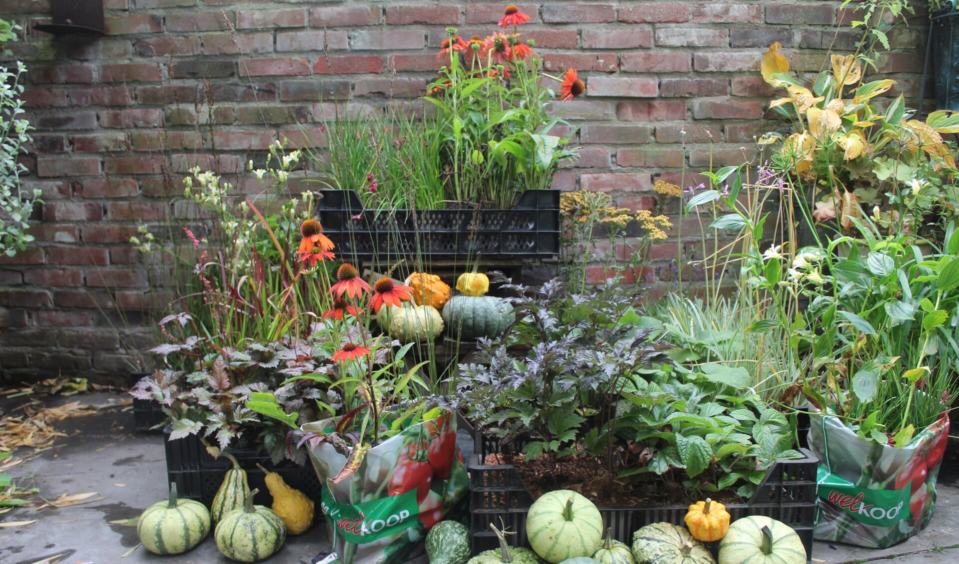 Zaterdagmorgen gaan de keurmeesters van Groei en Bloei Berkelland de winnaars van de 'Mooiste tuinen van Ruurlo' persoonlijk langs met een tas vol planten. Foto: PR. 